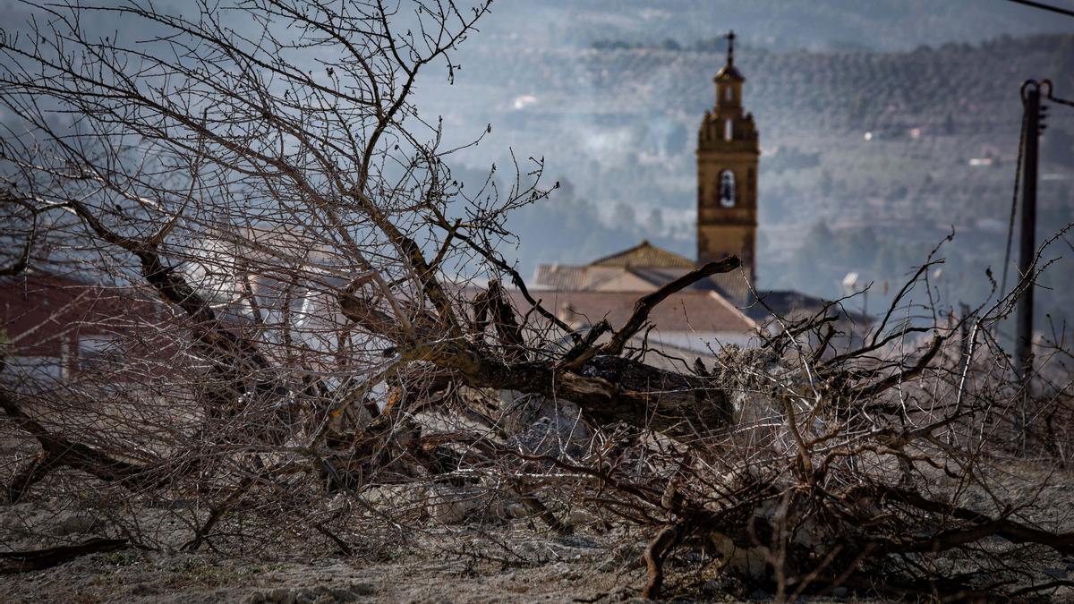 Un almendro arrancado en el municipio de Gorga.
