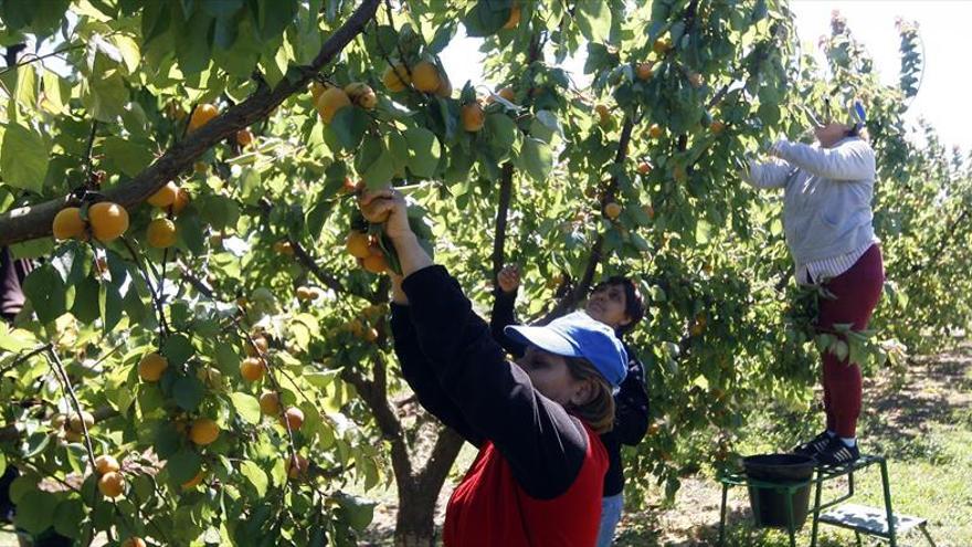 La campaña de la fruta se adelanta por las temperaturas