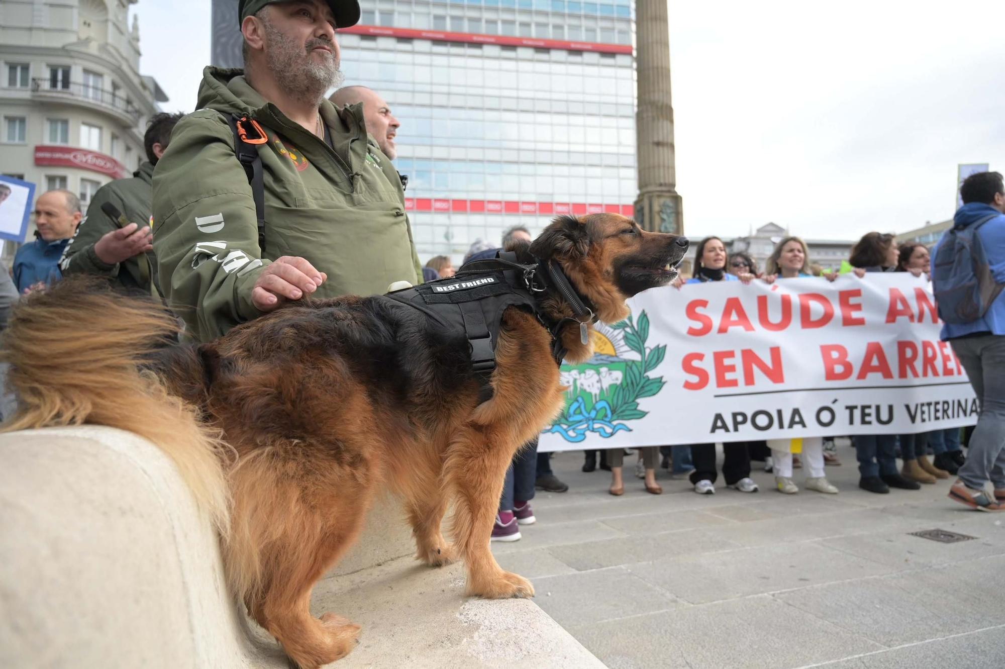 Protesta de veterinarios contra el nuevo decreto del Gobierno que regula el uso de medicamentos