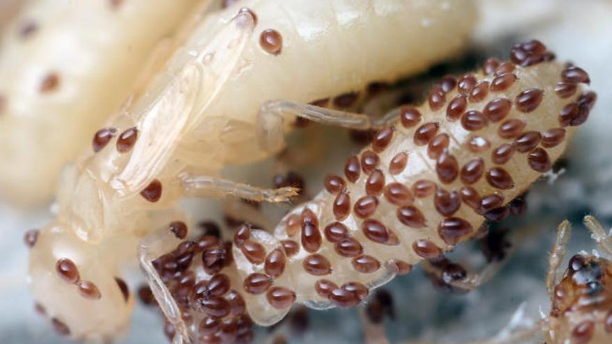 Termitas Reticulitermes flavipes afectadas por ácaros tras recibir un tratamiento de erradicación con hexaflumurón.