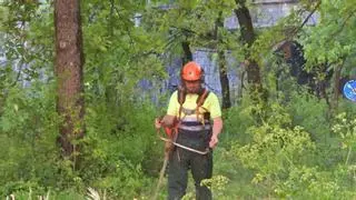 El monte ordenado crece en 44.000 hectáreas pero las ayudas de la Xunta para gestión forestal se desploman