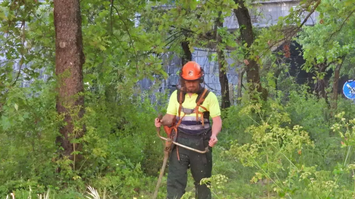 El monte ordenado crece en 44.000 hectáreas pero las ayudas de la Xunta para gestión forestal se desploman