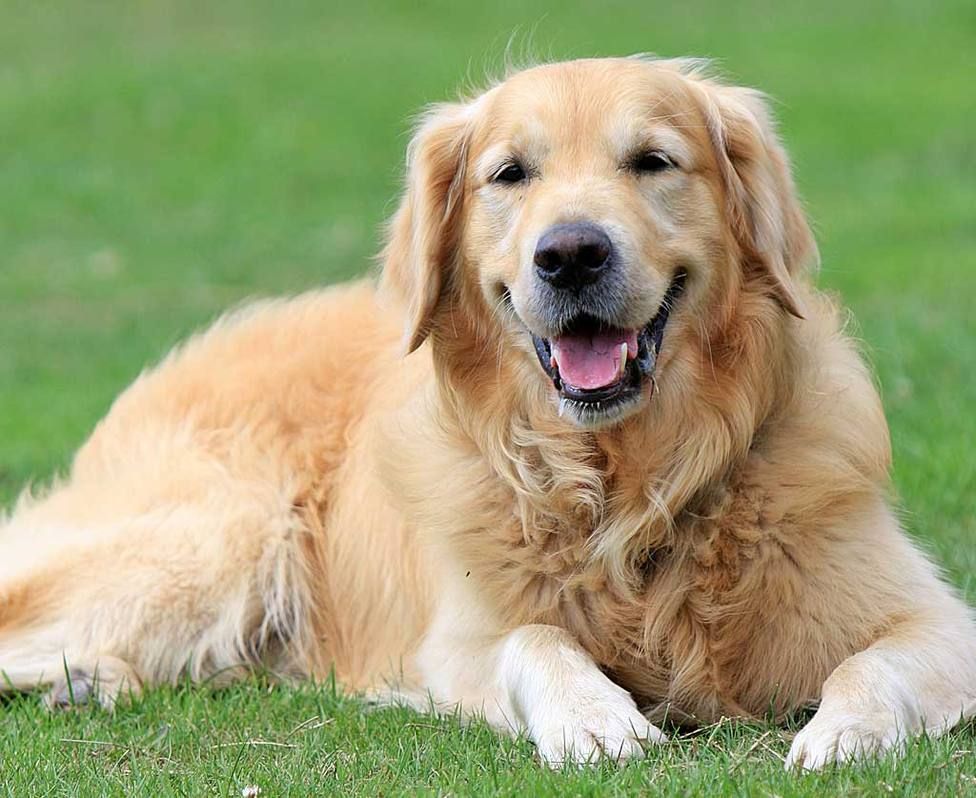 Golden Retriever