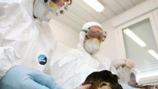 ¿Cuál es la mayor amenaza para una próxima pandemia?