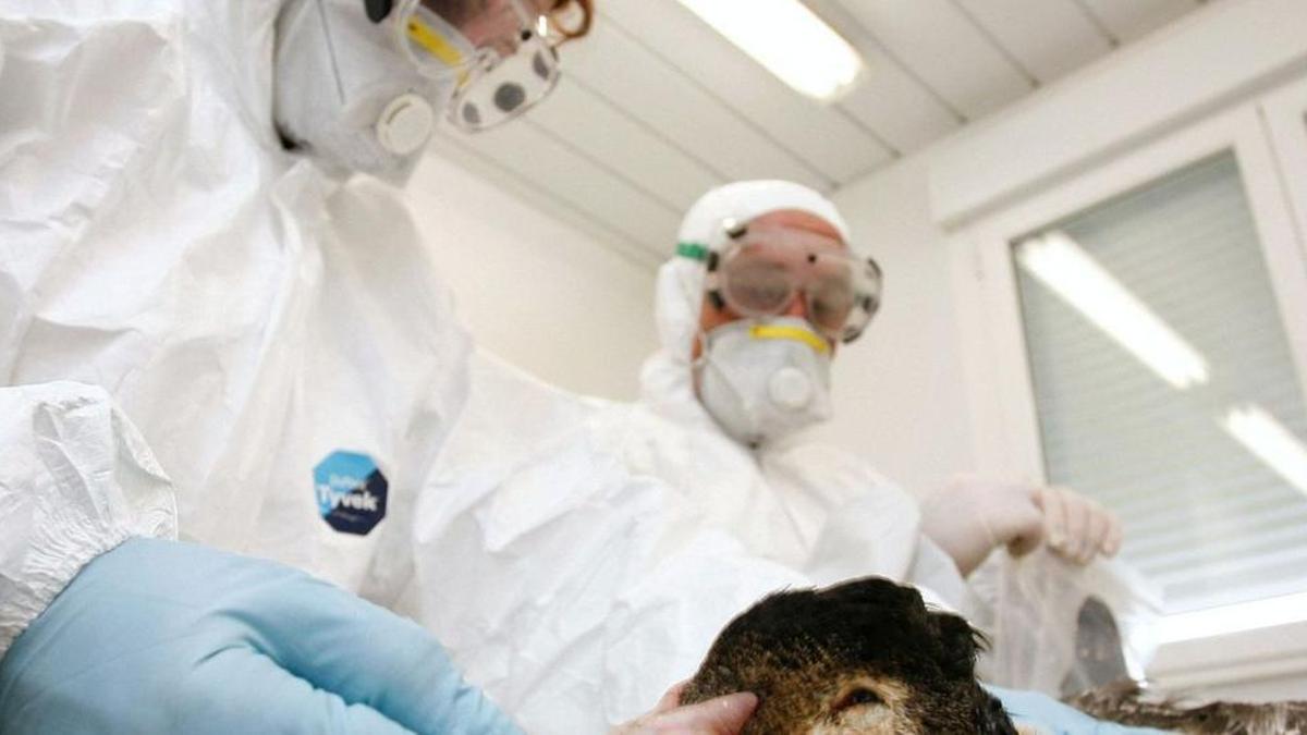 Veterinarios analizan un pato para comprobar si está infectado de gripe aviar.