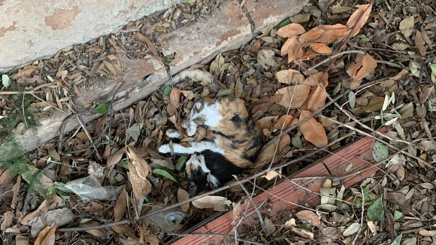 Otro de los gatos de la colonia felina fallecidos.
