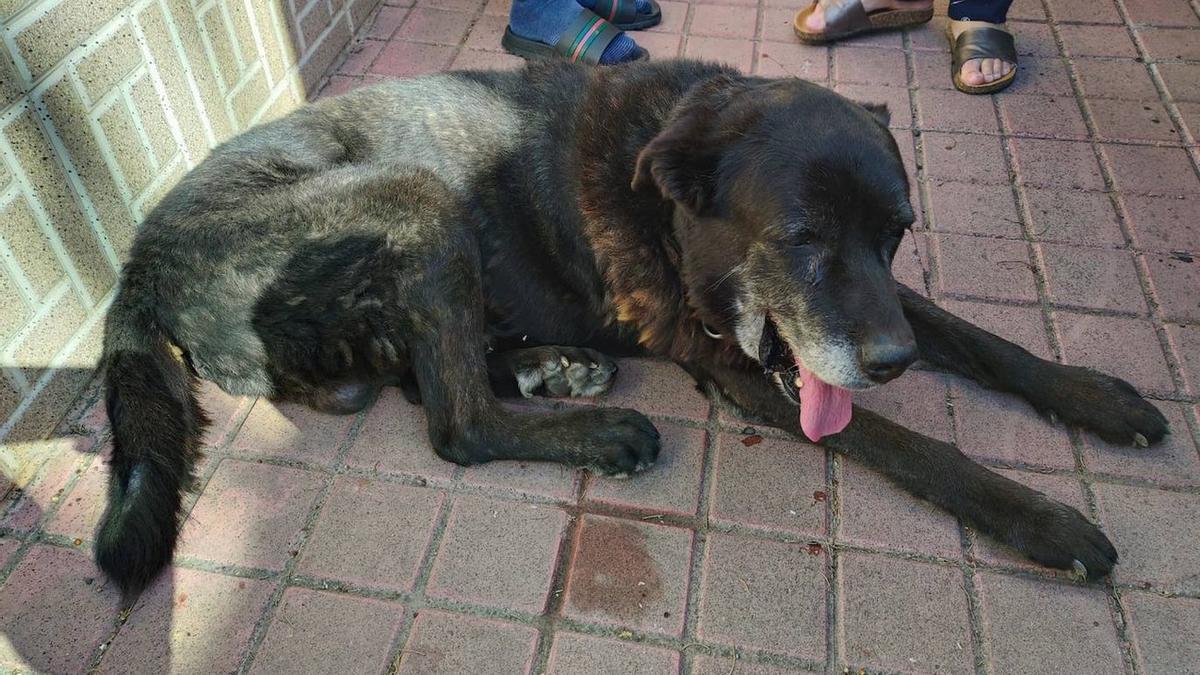 Perro perdido en Gran Canaria