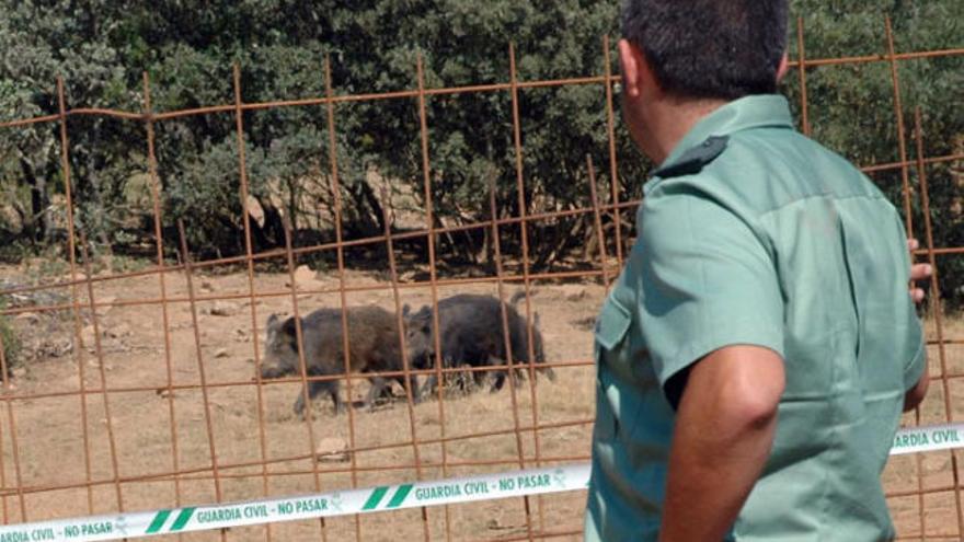 El Seprona localiza en Tábara una cerca-trampa de 2.000 metros cuadrados para capturar especies de caza mayor