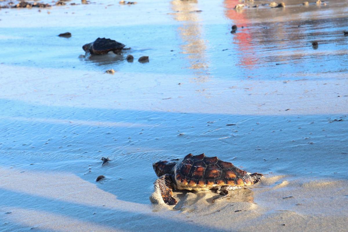 Las tortugas de Ibiza vuelven al mar tras un año Las tortugas de Ibiza vuelven al mar tras un año