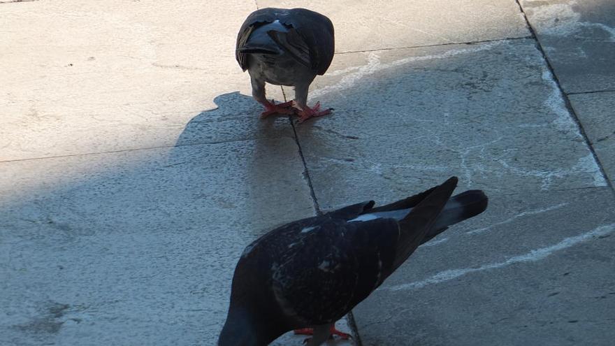 Varias palomas domésticas asilvestradas pululando por una plaza pública de Sóller.