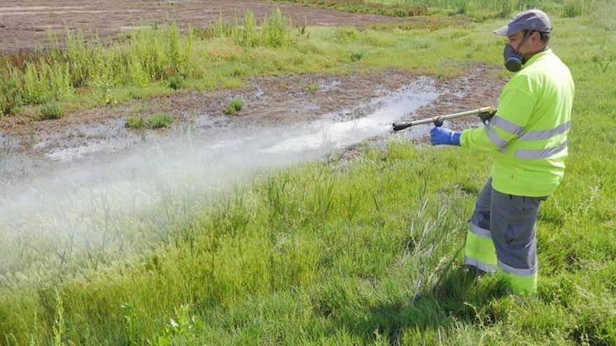 Expertos alertan de otra especie de mosquito más agresiva en Castellón