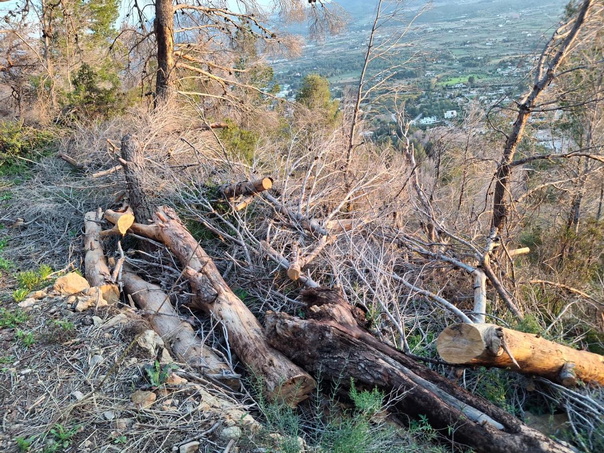 Pinos talados y apilados junto a la senda