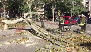 Arbres tombats a la capital catalana.