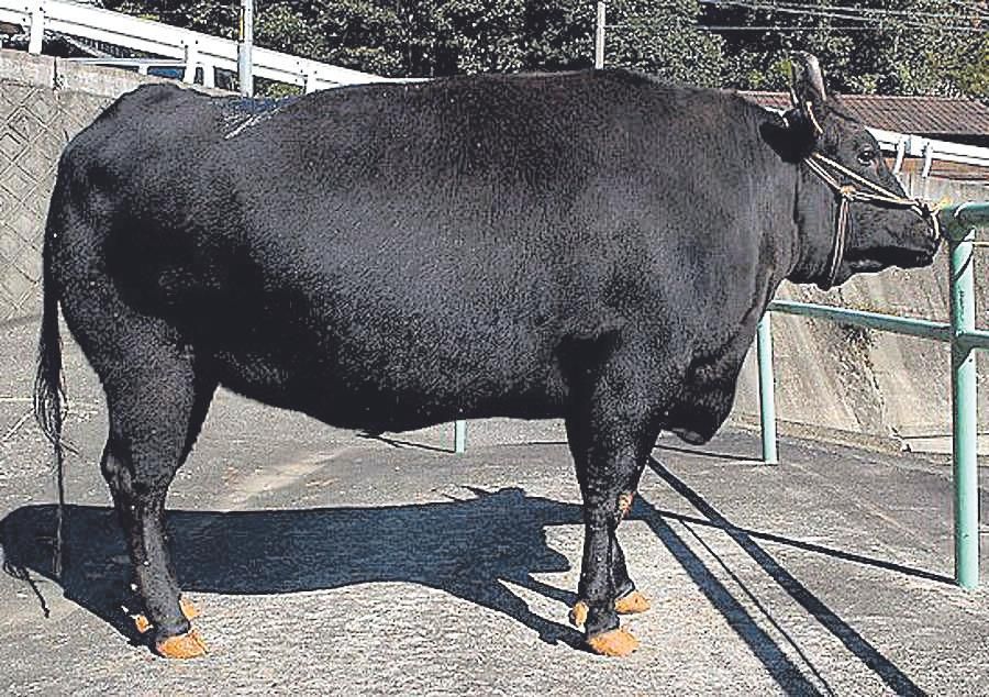 Imagen del semental, de raza Wagyu, cuya esperma ha servido para fecundar 20 novillas de la Todolella.