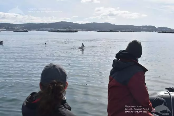 La caza del atún rojo explicaría el comportamiento de las orcas