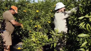 El campo extremeño envejece: siete de cada 10 explotaciones están en manos de mayores de 45 años