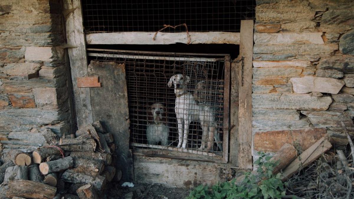 Varios de los perros de caza grifón azul en una cuadra de la casa de Sergio.