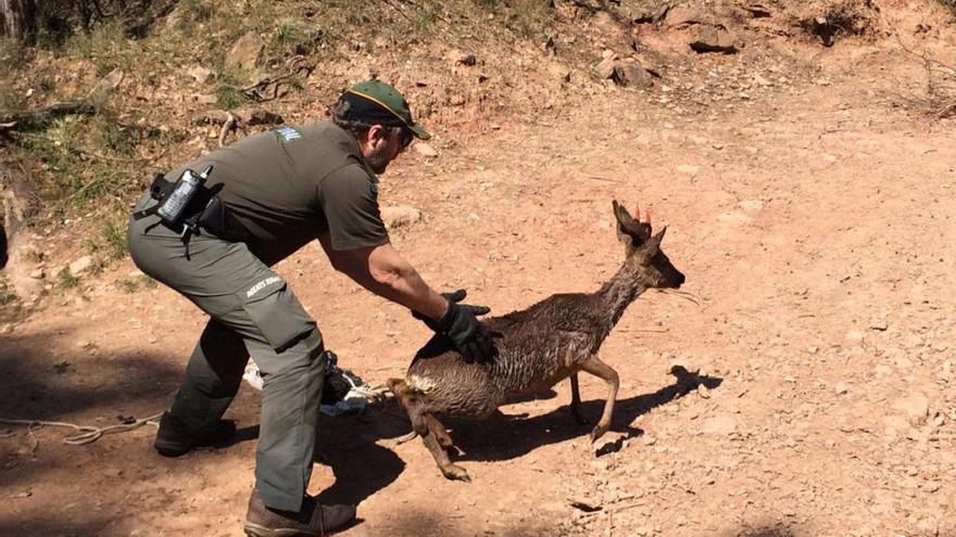 L&#039;animal, en el moment de ser alliberat al bosc