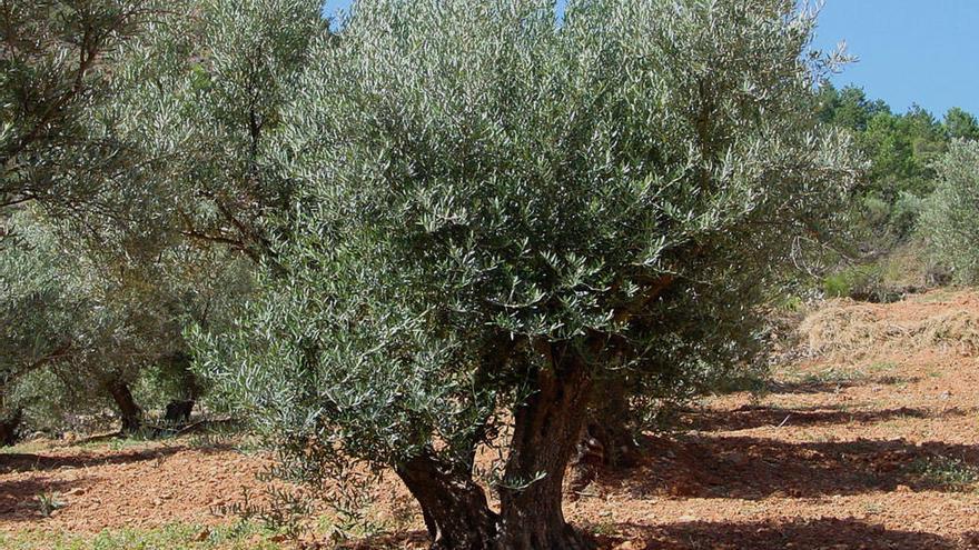Caravaca acoge una jornada sobre un nuevo modelo de producción de aceite de oliva
