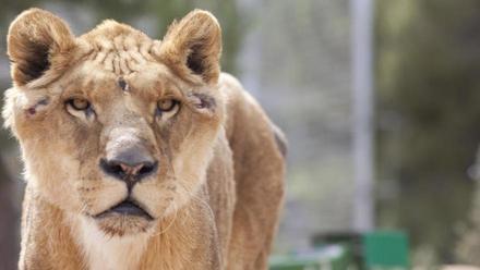 Así es la evolución de los dos leones y el tigre que llegaron al borde de  la muerte a Villena - Información