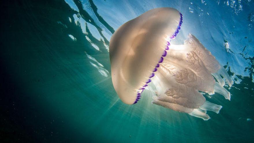 Una medusa aguamala en aguas del Mediterráneo.