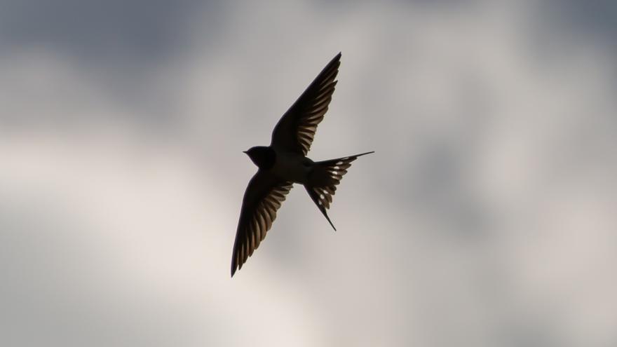 Golondrinas, las aves que reconocerás en primavera