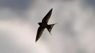 Golondrinas, las aves que reconocerás en primavera