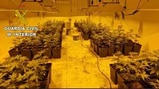 Cinco detenidos por tráfico de drogas e intervenidas 600 plantas de marihuana en una nave de Amoeiro