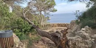 Los pinos secos y muertos se desploman en los miradoresy las sendas de Xàbia