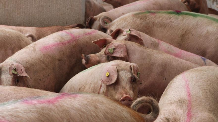 Varios cerdos en una explotación de Zamora.