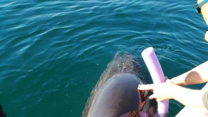 Delfin in der Bucht von Palma aus Fischernetz gerettet