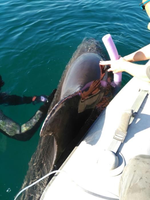 Rescatan a un delfín en la bahía de Palma
