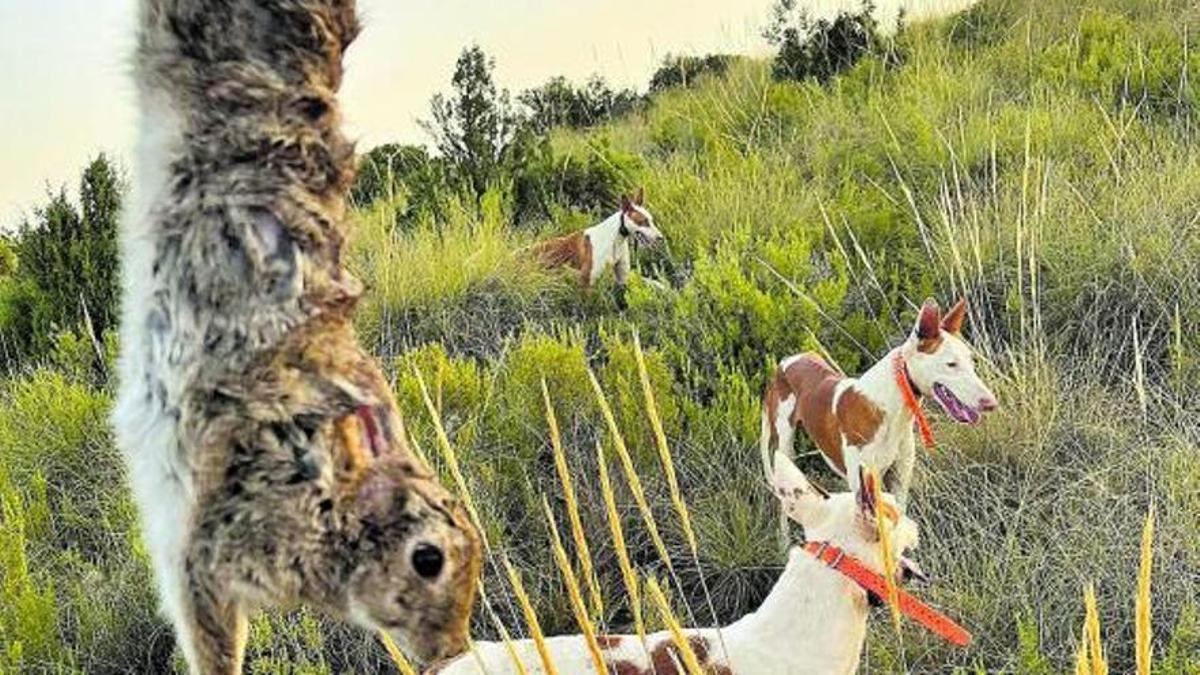 Cazadores en plena faena en Sagunt