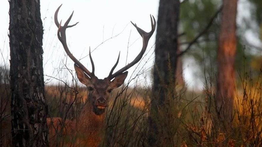 Cerro Muriano acogerá en abril la 1ª Feria de la Montería