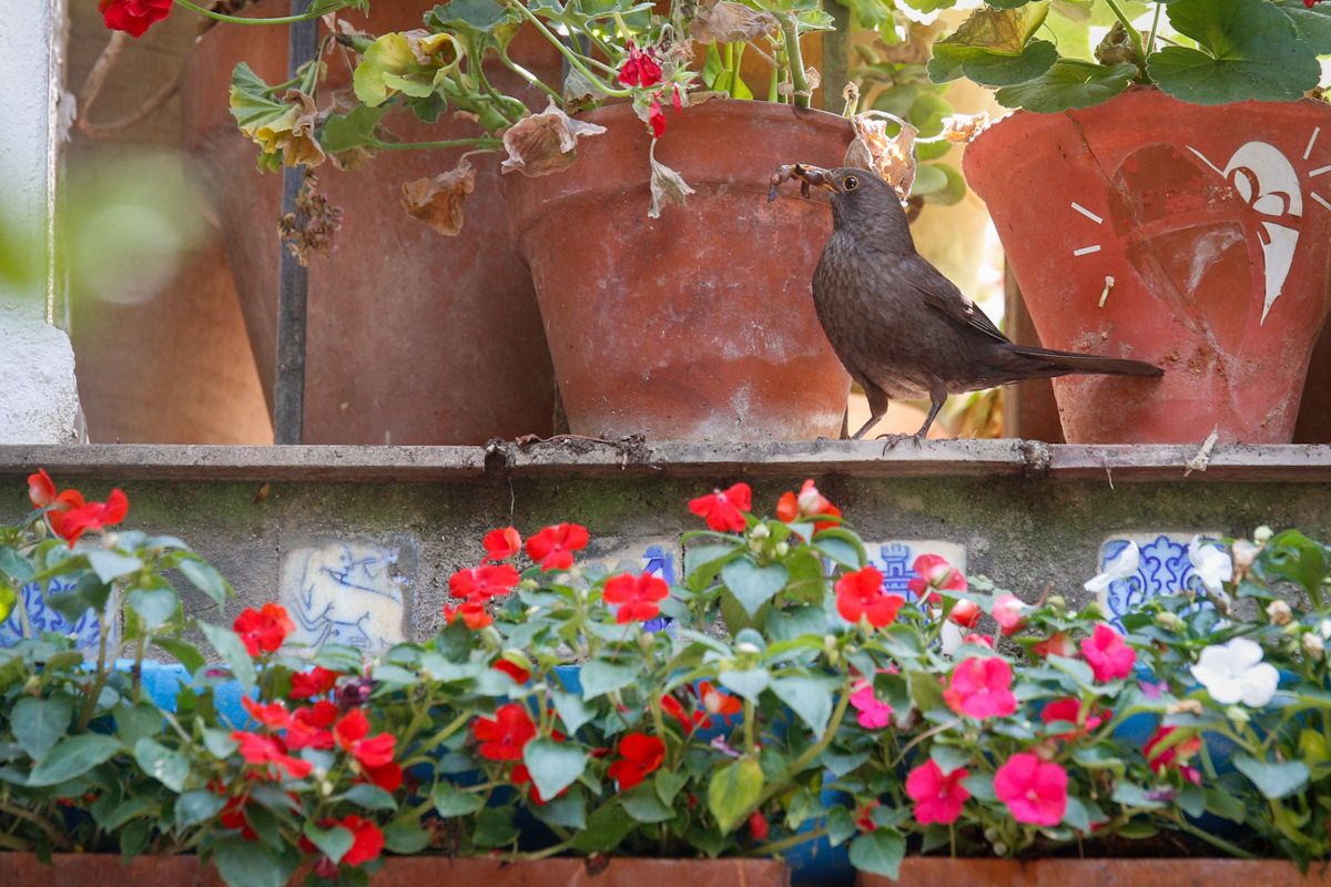 Los Patios de San Lorenzo y San Rafael