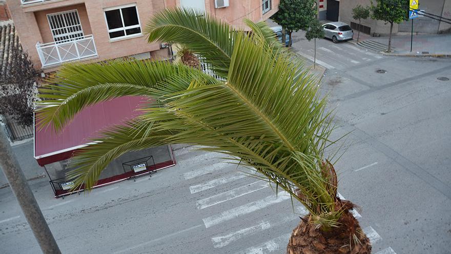 Uno de los ejemplares afectados en el casco urbano.