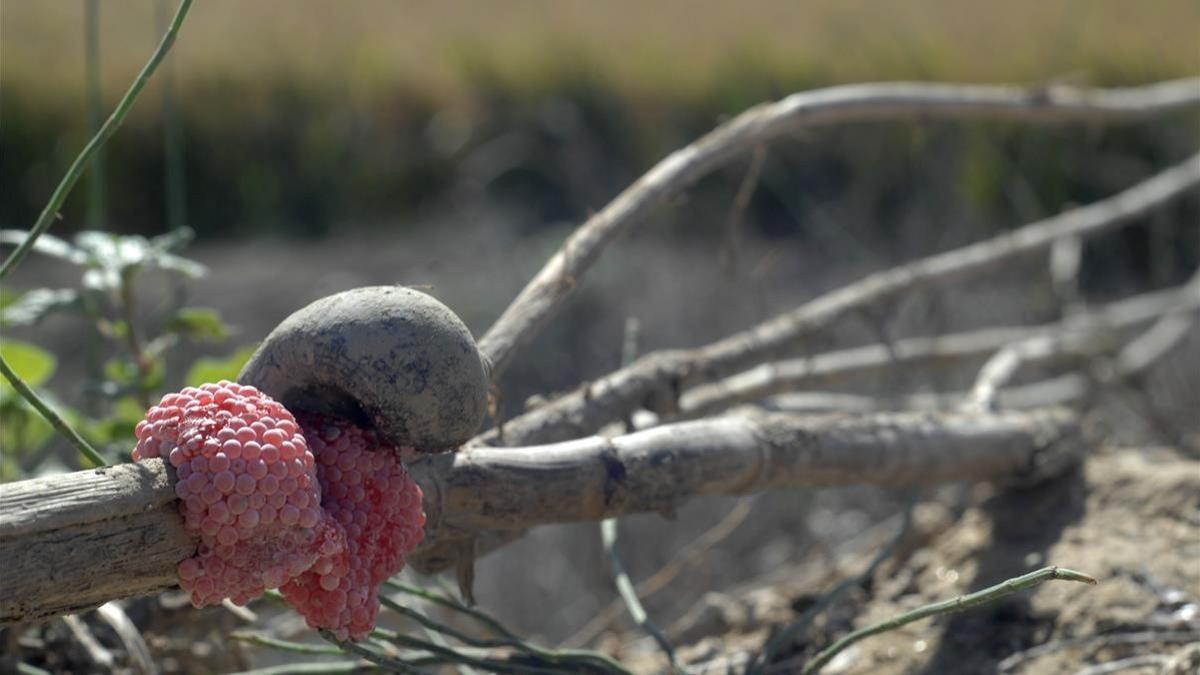 Un caracol manzana y sus huevas, en un arrozal en l'Aldea.