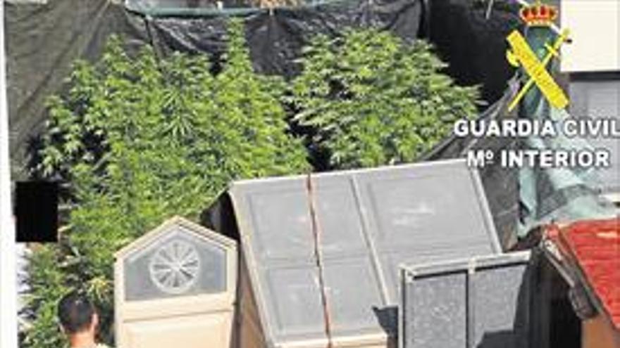 Esconden en su azotea 24 plantas de marihuana