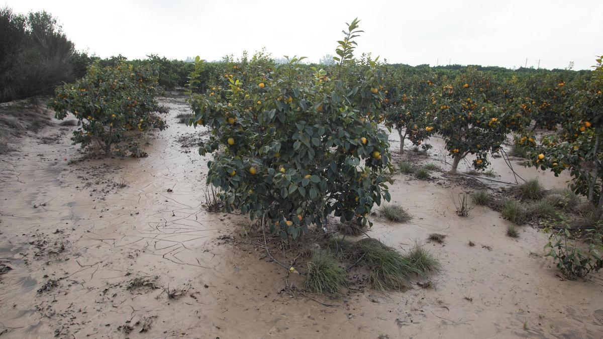 Un campo de caquis embarrado una semana después de la inundación.