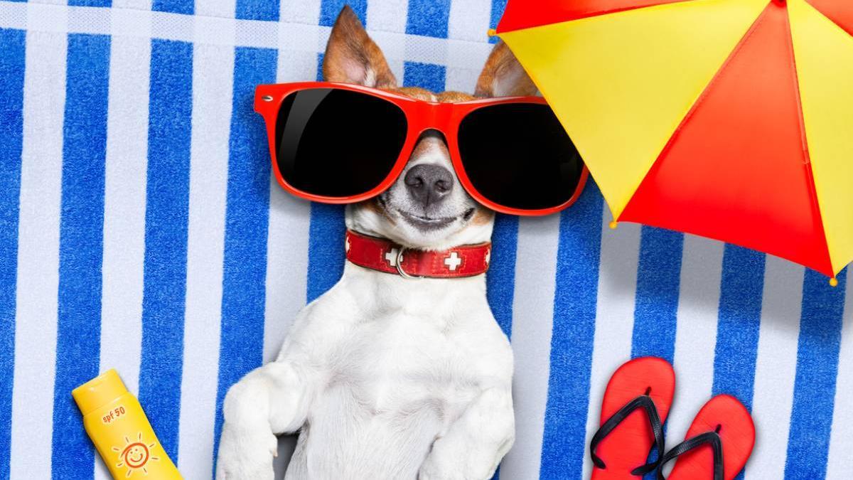 ¿Por qué tus mascotas necesitan protección solar?
