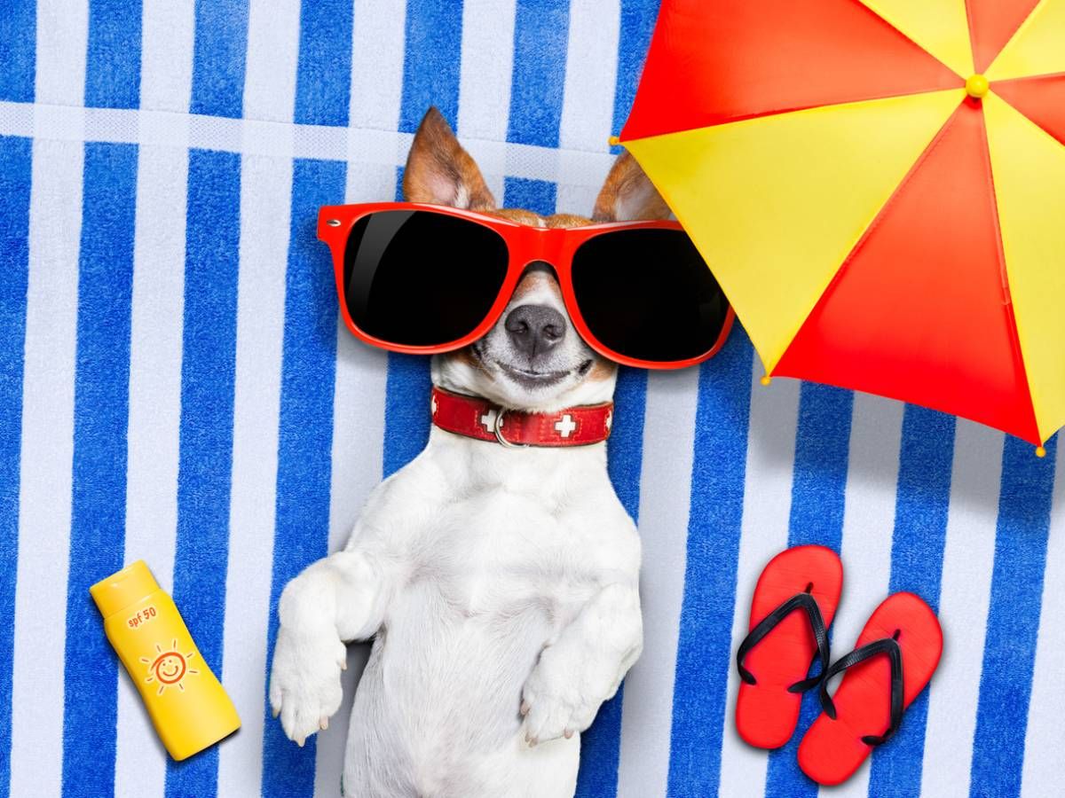 ¿Por qué las mascotas necesitan protección solar?