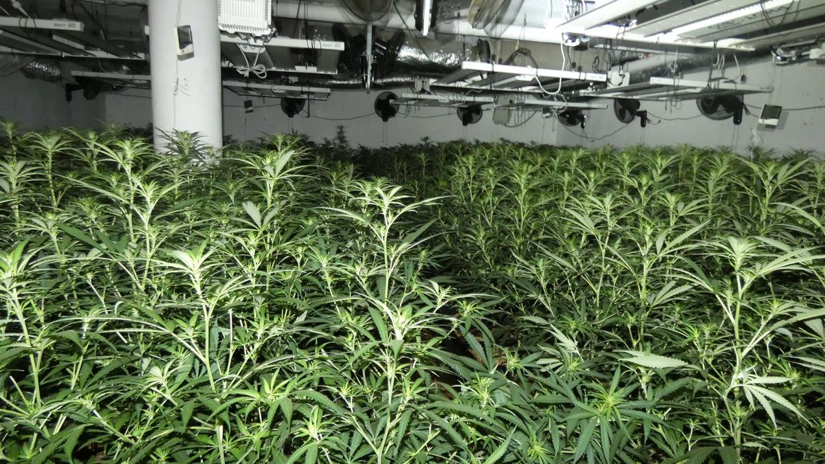 Plantes de marihuana que es cultivaven al soterrani d'una casa de Sils