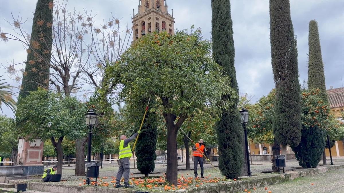 Recogida de naranjas en el Patio de los Naranjos de la Mezquita Catedral de Córdoba.