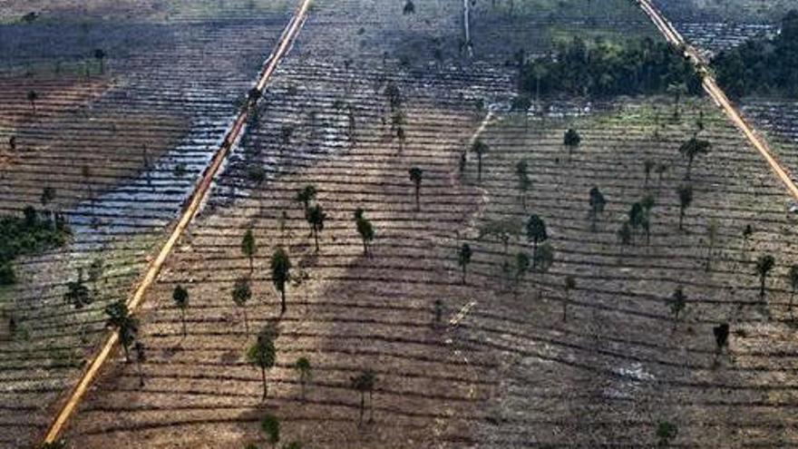 Camps devastats pel cultiu de la palma.