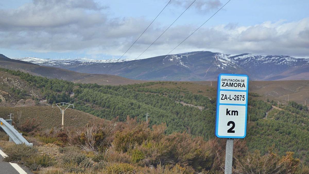 Pinares en Santa Cruz de Abranes, entre los más afectados por la procesionaria. | Araceli Saavedra