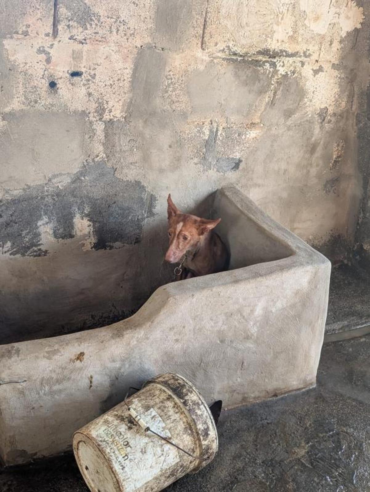 Retiran 22 perros de caza a un vecino de Meira que los tenía enjaulados y escuálidos Retiran 22 perros de caza a un vecino de Meira que los tenía enjaulados y escuálidos