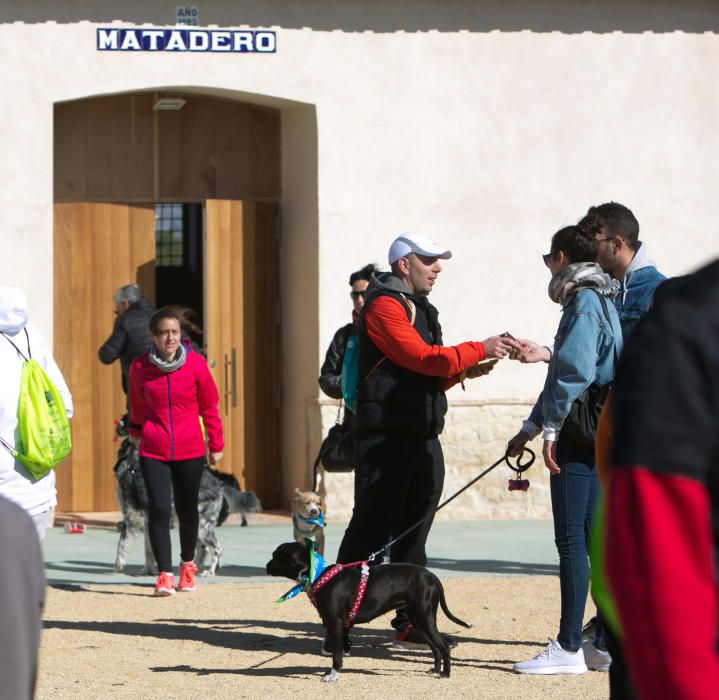 Can We Run: Gran carrera de perros para la concienciación animal