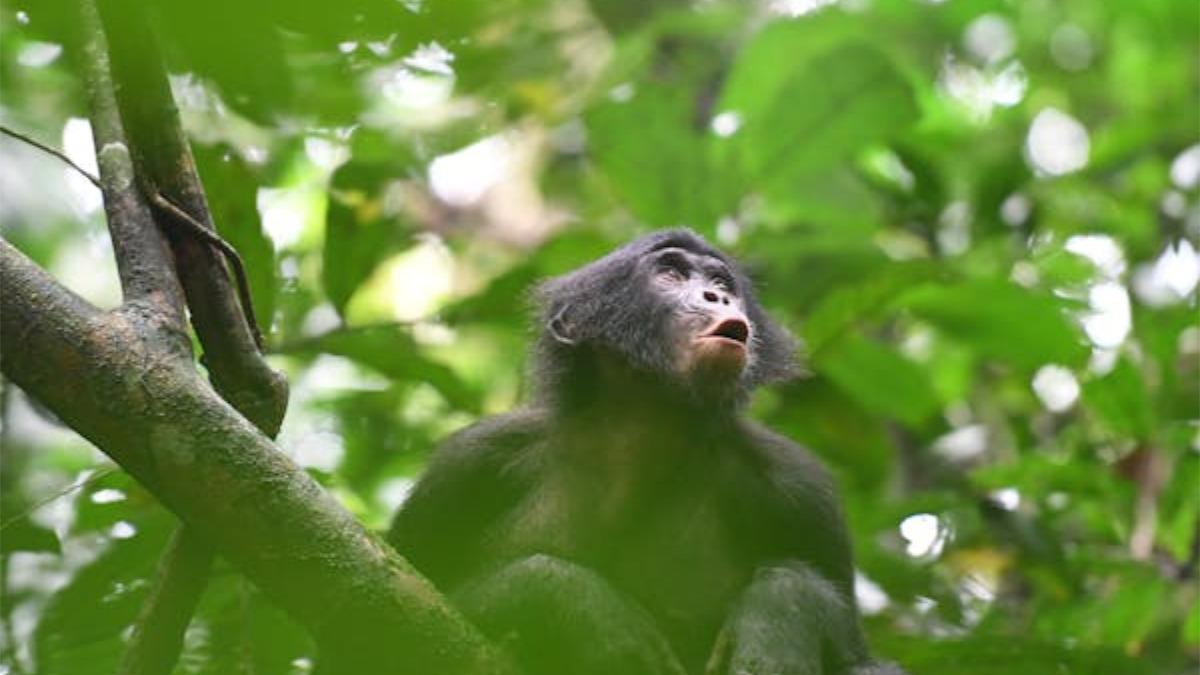 Los bonobos son grandes simios en peligro de extinción, que viven en grupos numerosos.