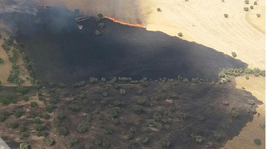 Efectivos del Infoca trabajan para sofocar un incendio forestal en Fuente Obejuna