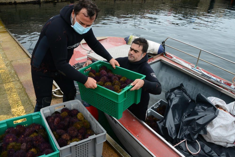 La primera jornada concluyó con unas capturas conjuntas de unos 800 kilos. / G. Núñez